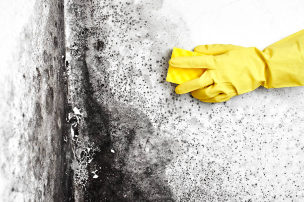 Best Best Mold Removal Companies  in Man, IL