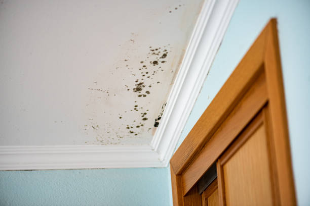 Certified Mold Removal in Milan, IL