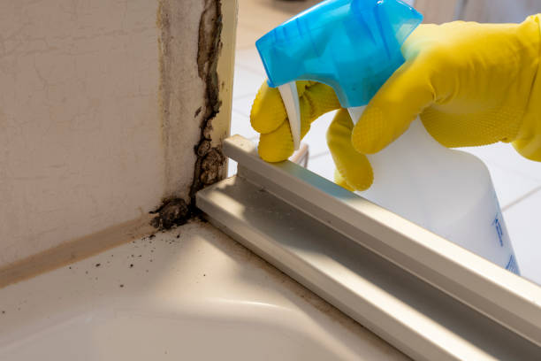 Best Mold Cleaning Services  in Man, IL