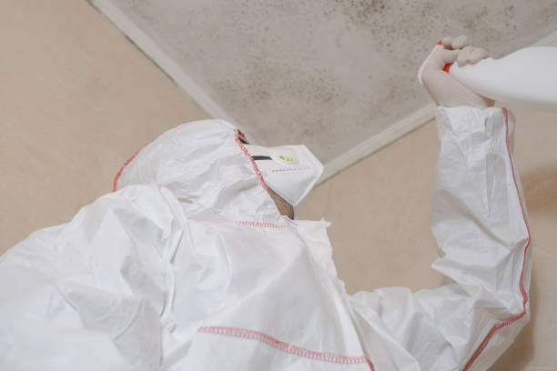Best Commercial Mold Removal  in Man, IL