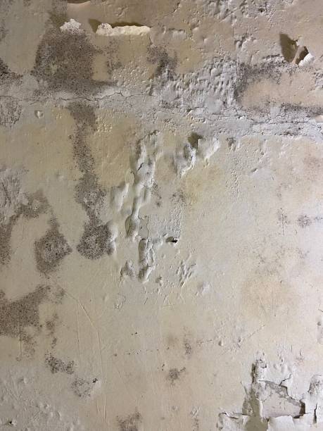 Best Mold Testing  in Man, IL