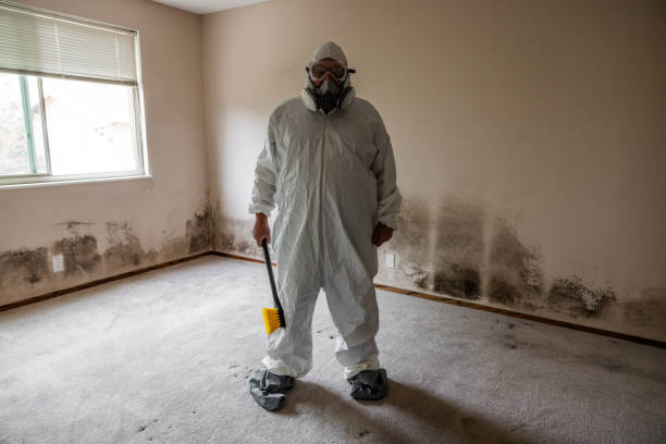 Best Mold Removal Company Near Me  in Man, IL
