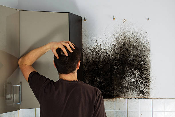 Best Professional Mold Removal  in Man, IL