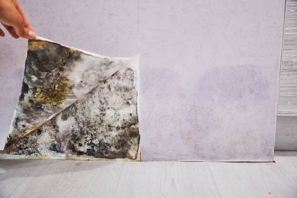 Best Water Damage Restoration  in Man, IL
